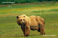 Grizzly 68-19-07